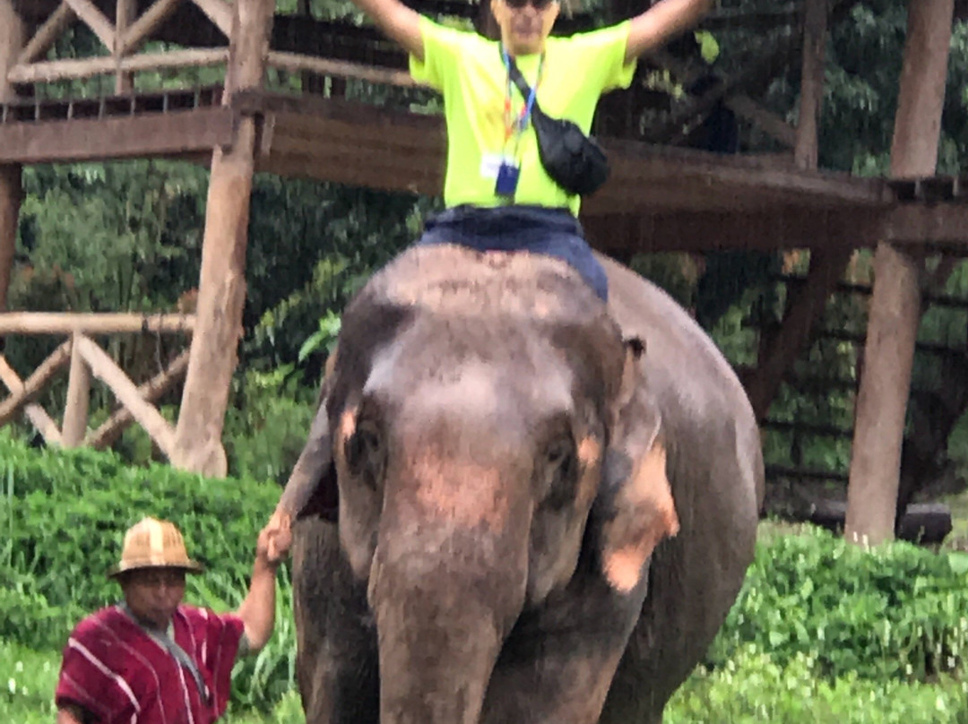 Elephant Kingdom-清迈必去景点