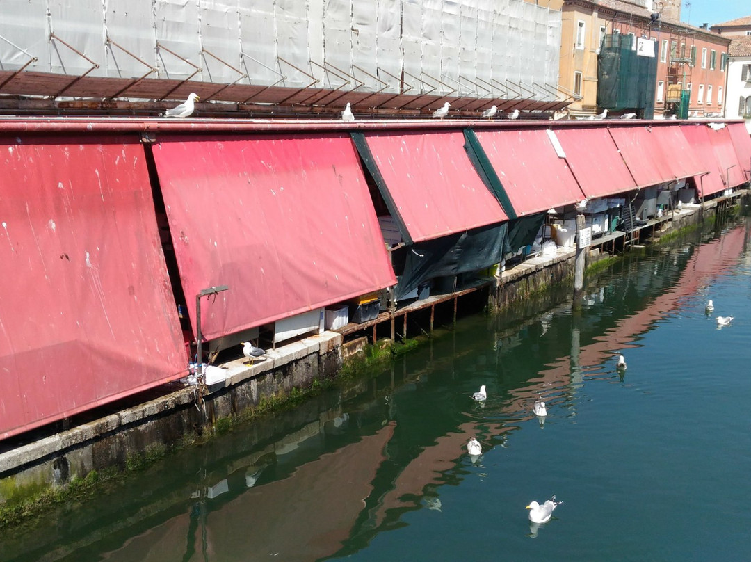 Chioggia Pesca - Mercato Ittico di Chioggia景点图片