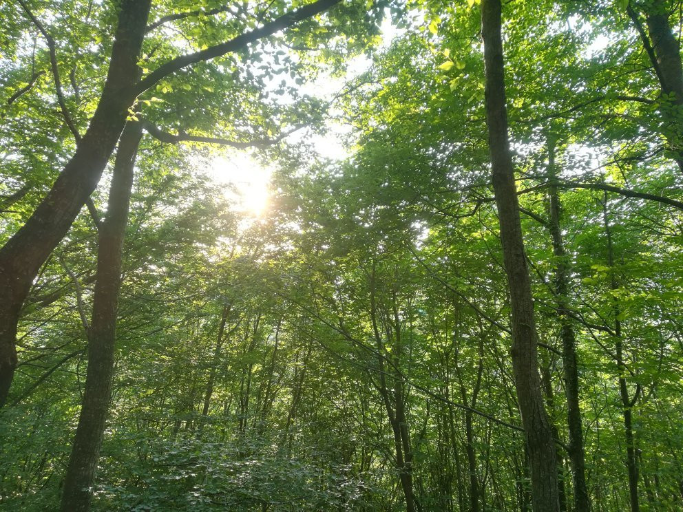 Oasi Naturalistica di Frassineto景点图片