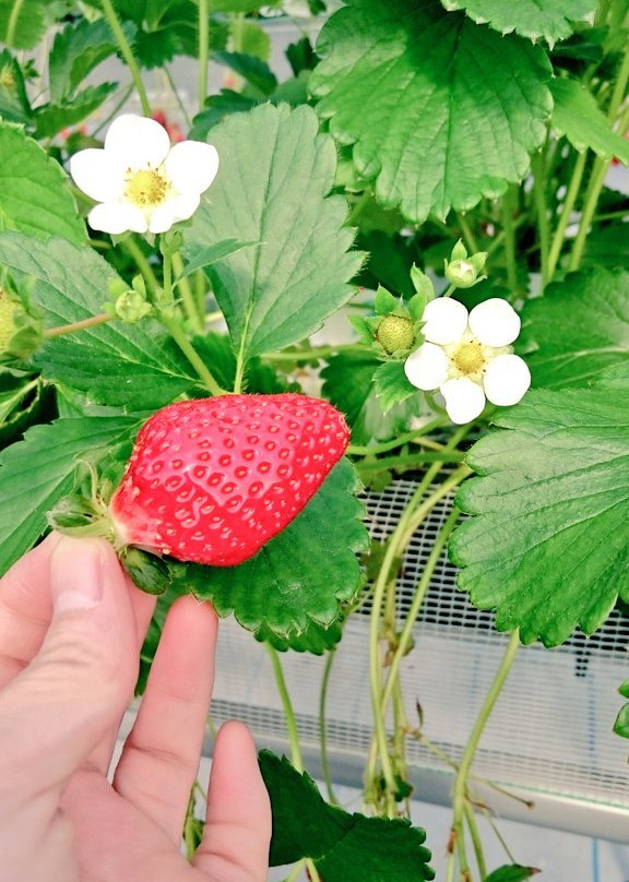 Strawberry Farm Ichigo Meguri景点图片