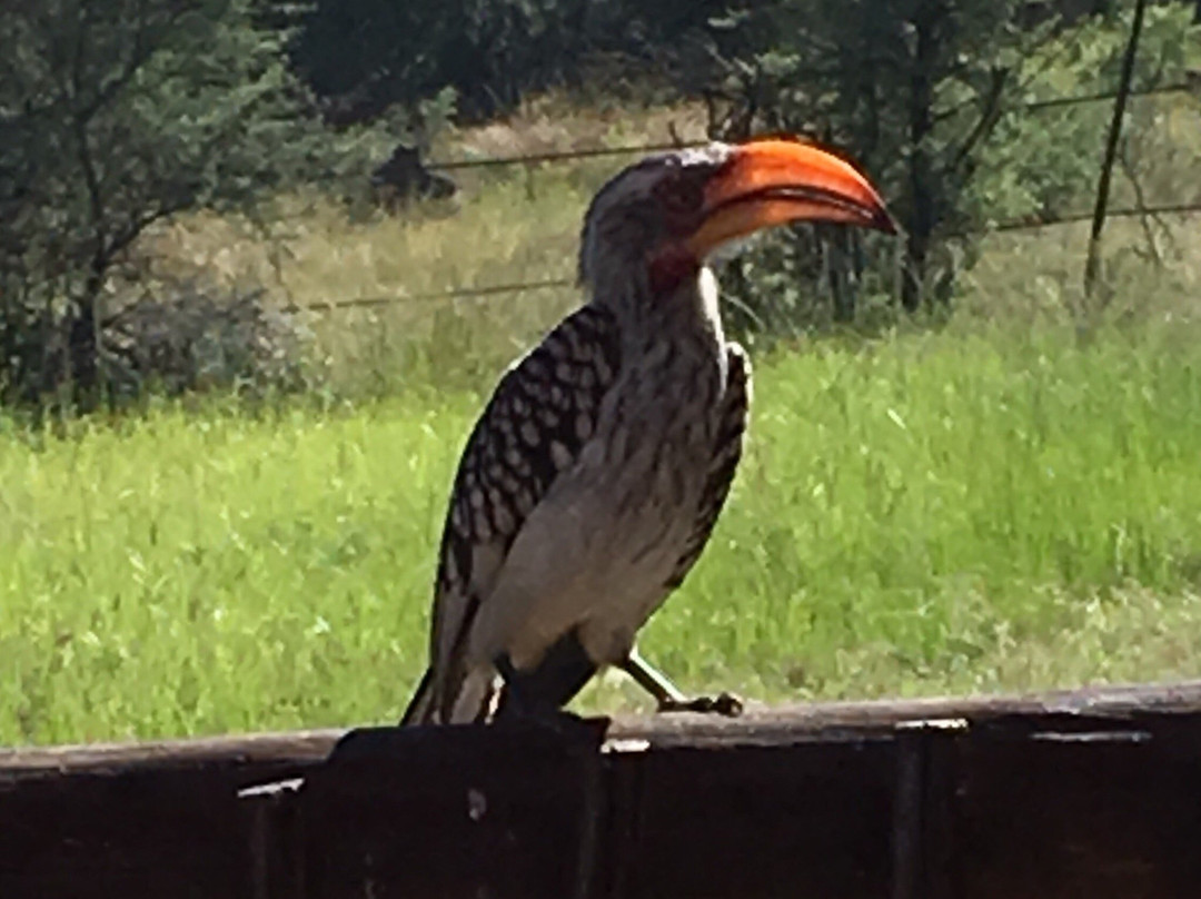 Bhubeza Safaris-匹兰斯堡国家公园必去景点