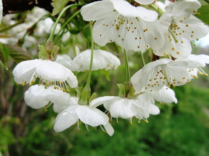 Blossom Trail-伊夫舍姆必去景点