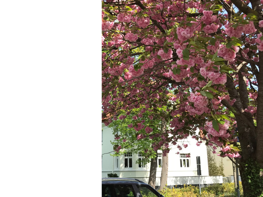 Bielefeld Botanical Garden景点图片