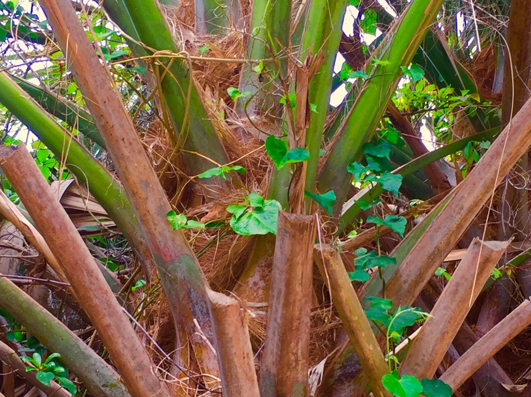 Lantana Nature Preserve-Lantana必去景点