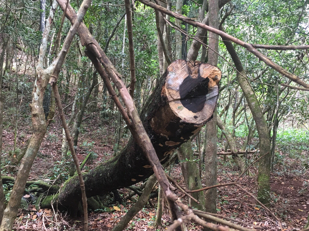 Lavilleon Natural Forest