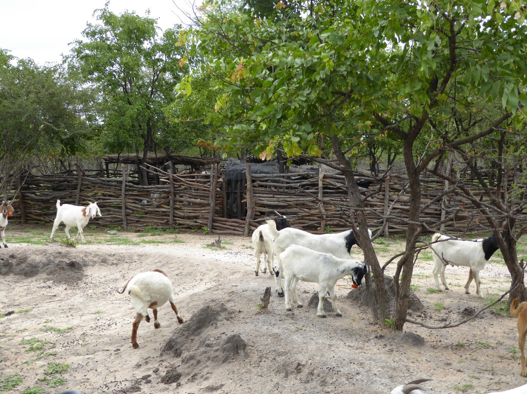 Kuminda Farm景点图片