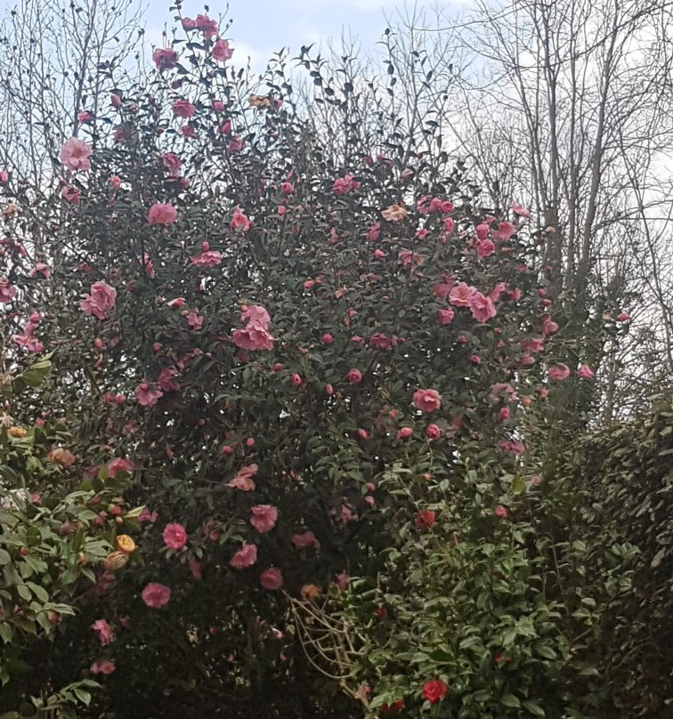 Parc Floral Les Camellias De La Prairie景点图片