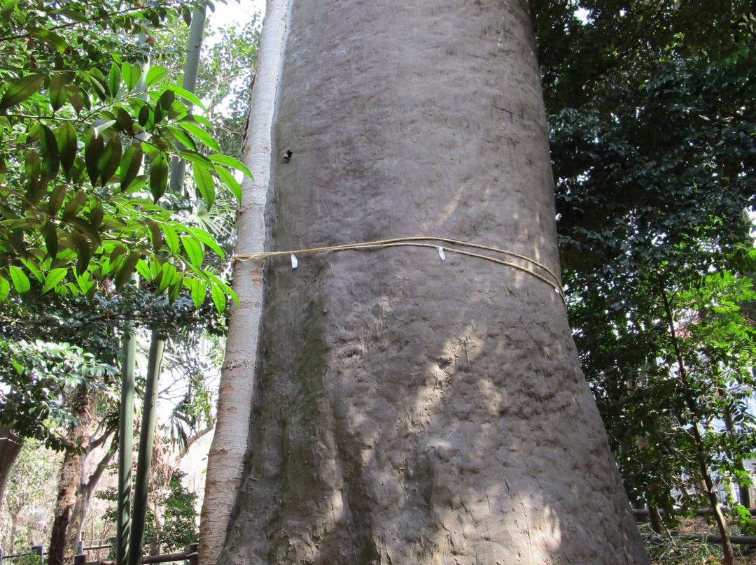 Suneori Zelkova Tree-鹤岛市必去景点