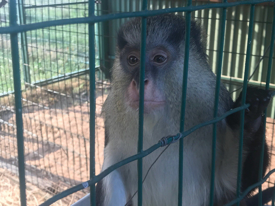 International Primate Rescue-比勒陀利亚必去景点