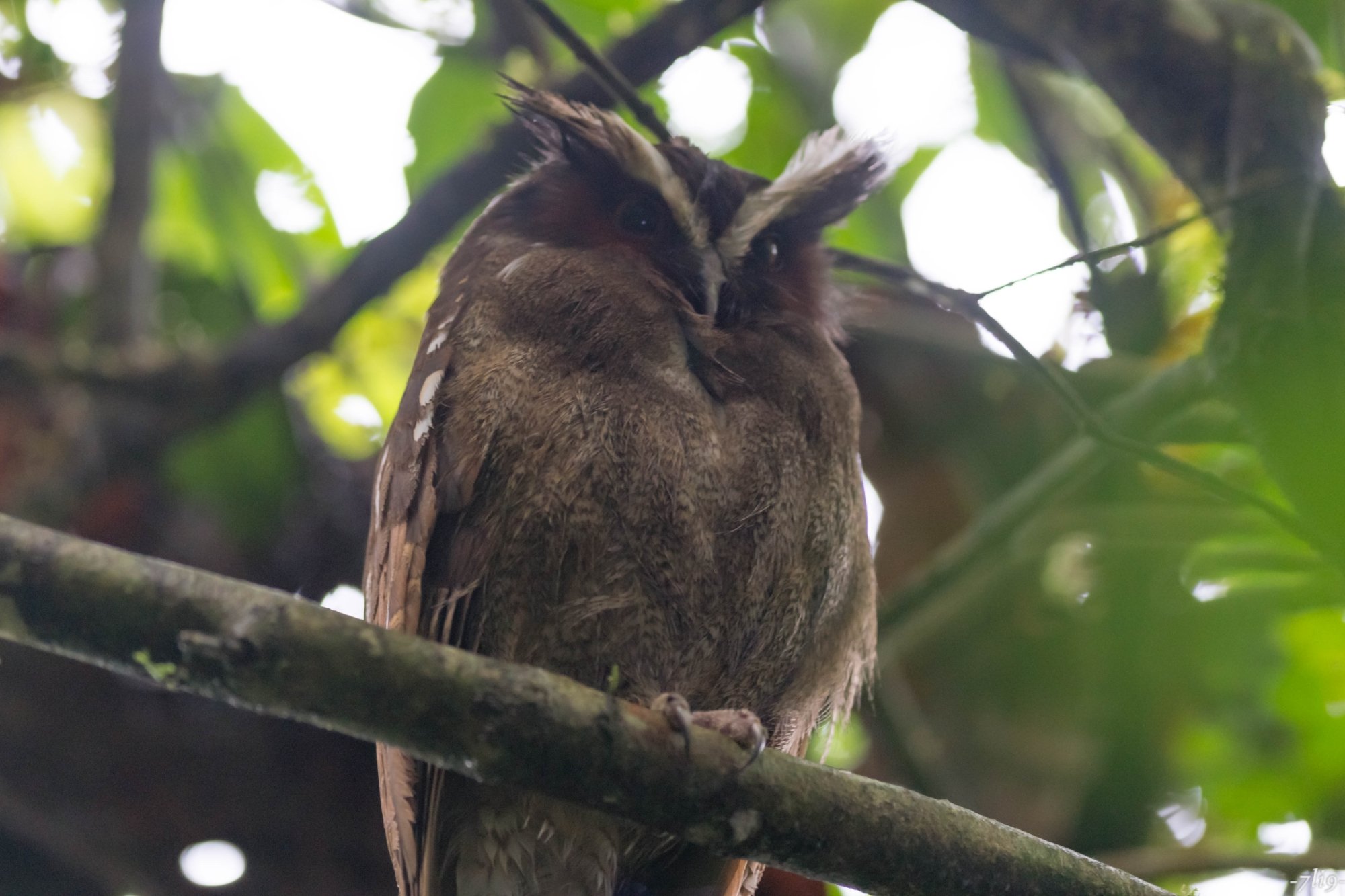 Heliconias Rainforest Lodge-家庭/游戏区