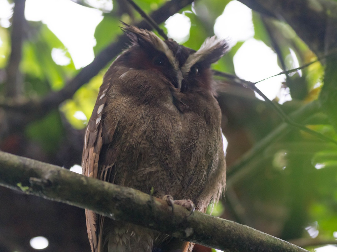 Heliconias Rainforest Lodge主图