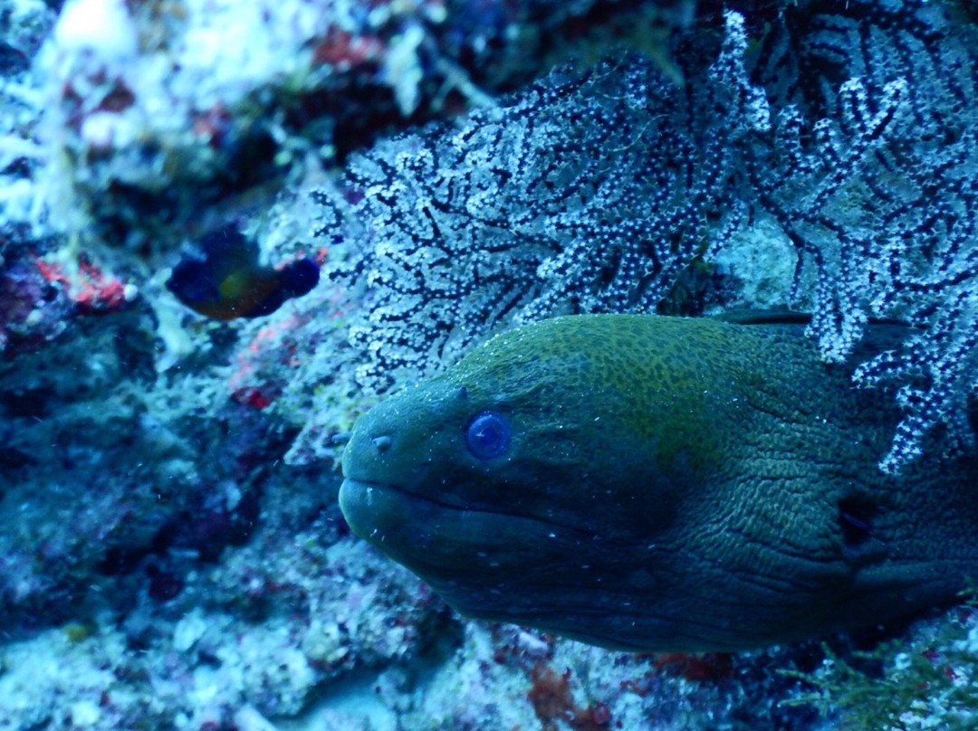 Taveuni Dive-塔韦乌尼岛必去景点