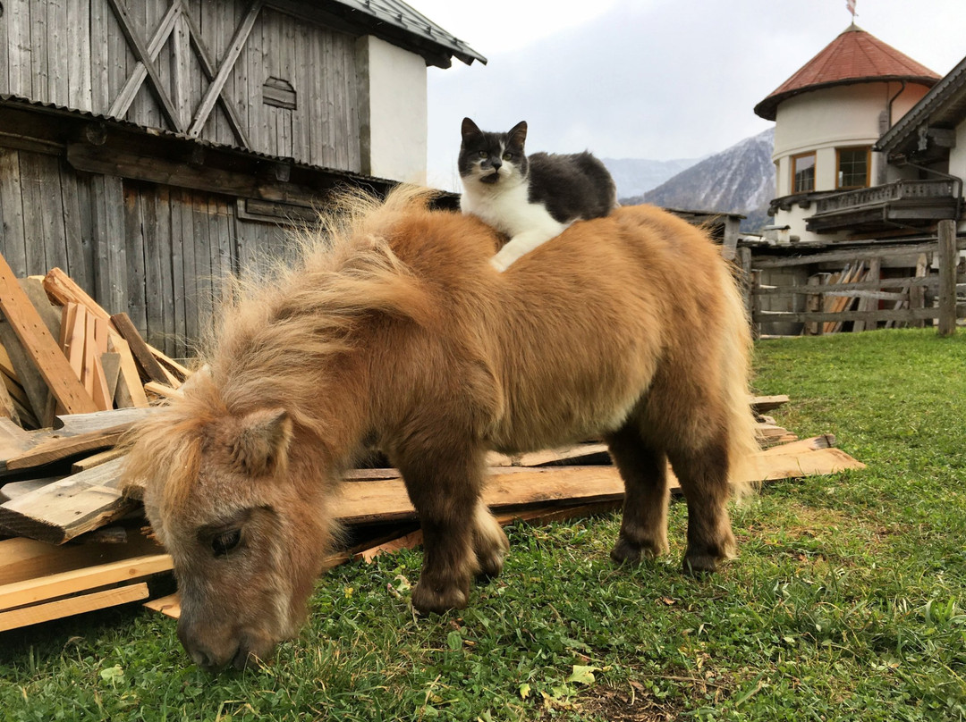 Almgasthof Himmelbauer主图