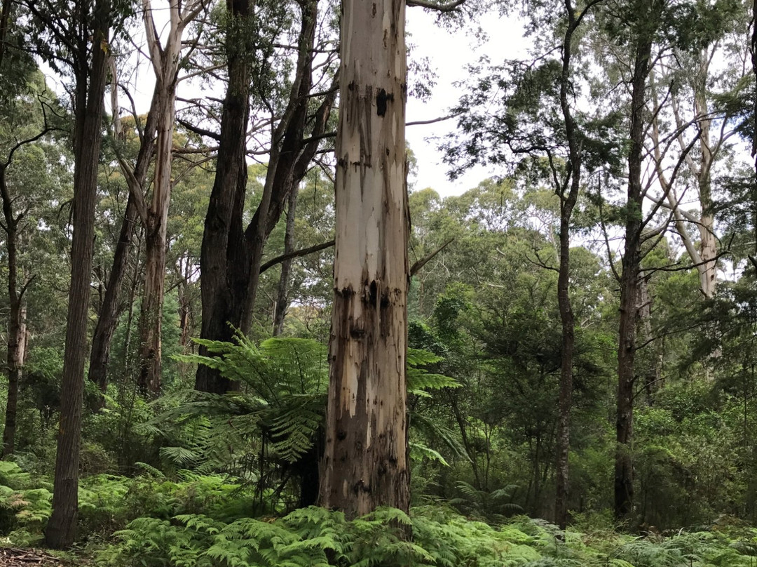 Baw Baw National Park-Walhalla必去景点