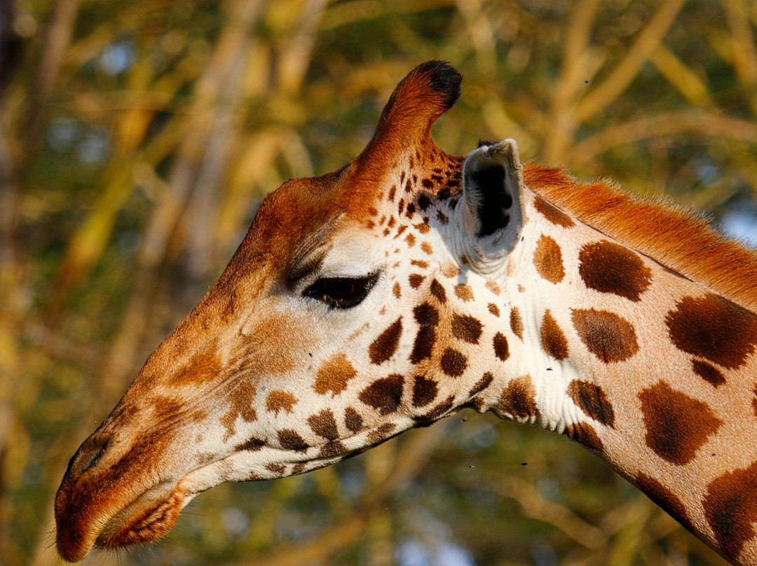 Book Direct Kenya Safaris-蒙巴萨必去景点