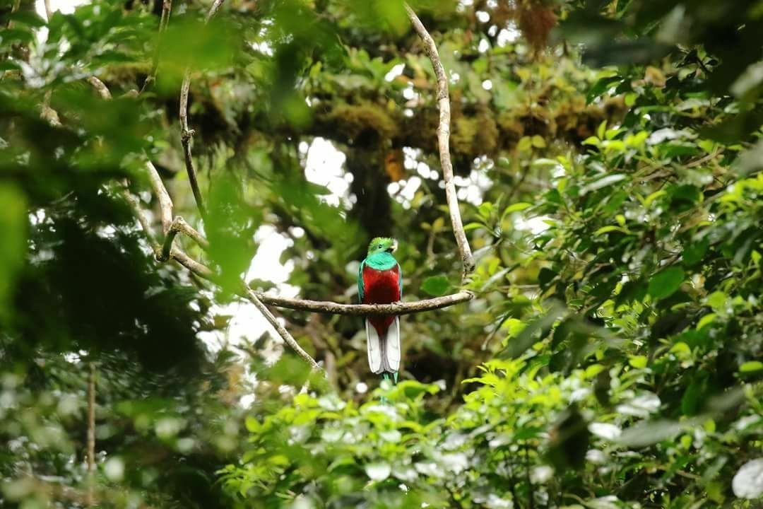 Monteverde Morning Walk景点图片