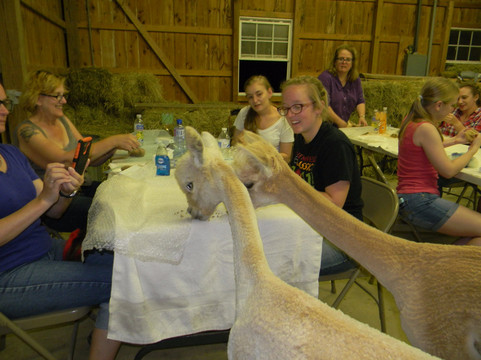 Graystone Ridge Alpacas-Manheim必去景点