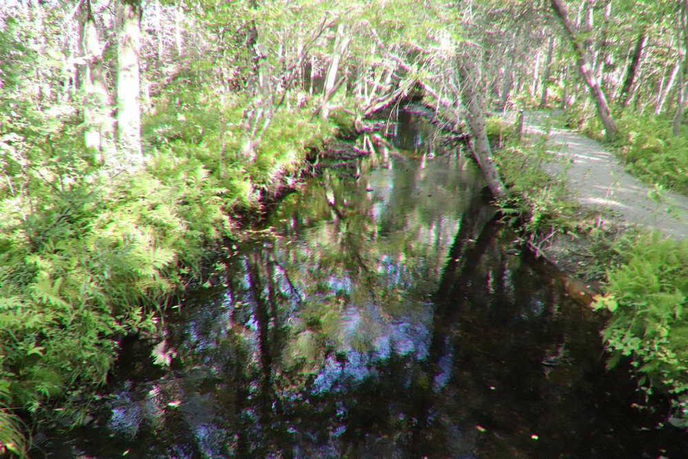 Baille Ard Nature Trail景点图片