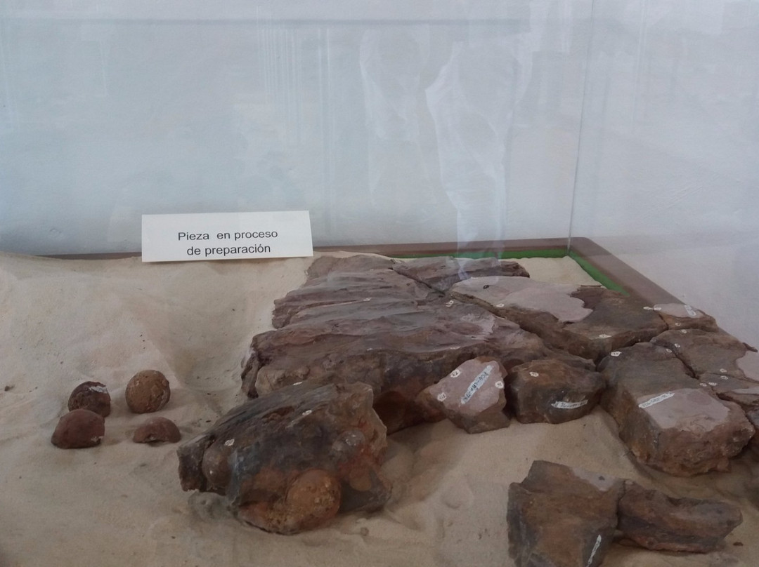 Museo Paleontologico de Villa de Leyva-莱瓦镇必去景点