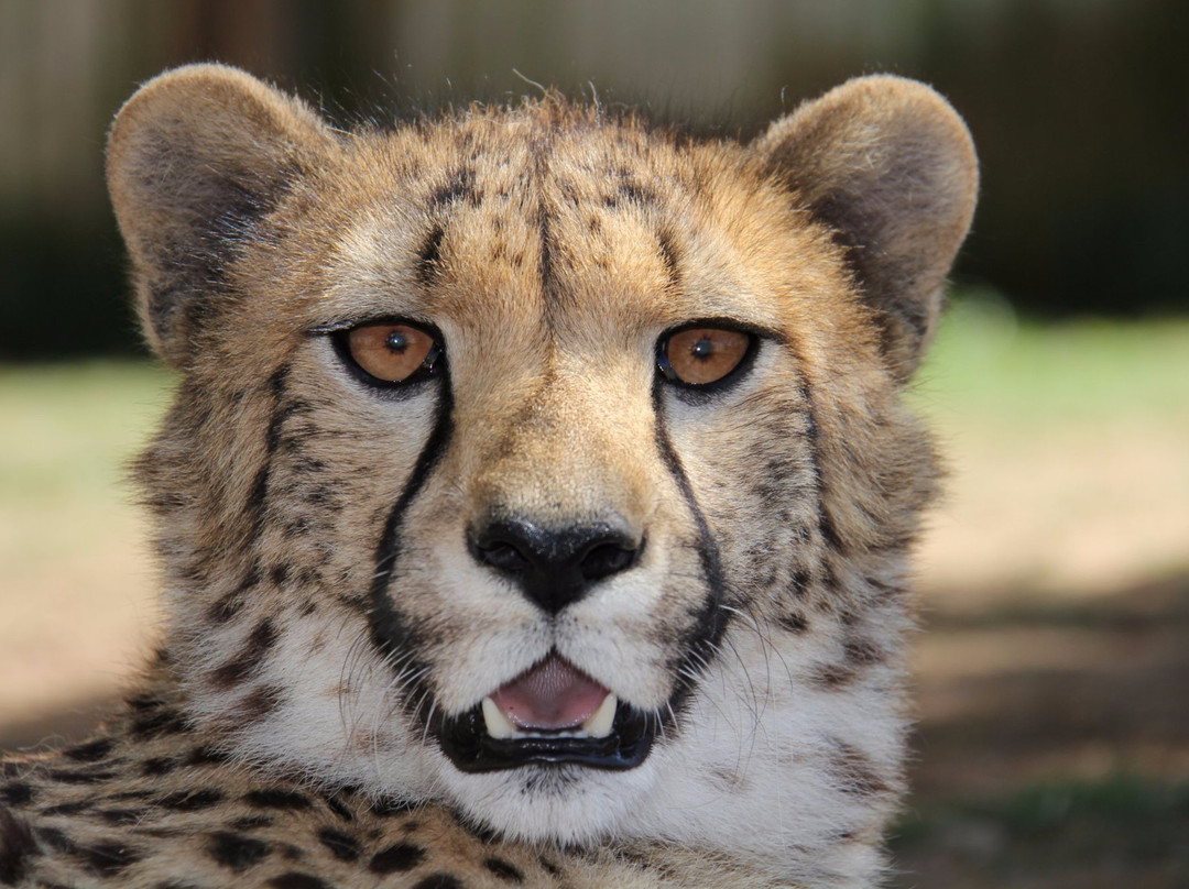 德鲁旅游景点-Cango Wildlife Ranch