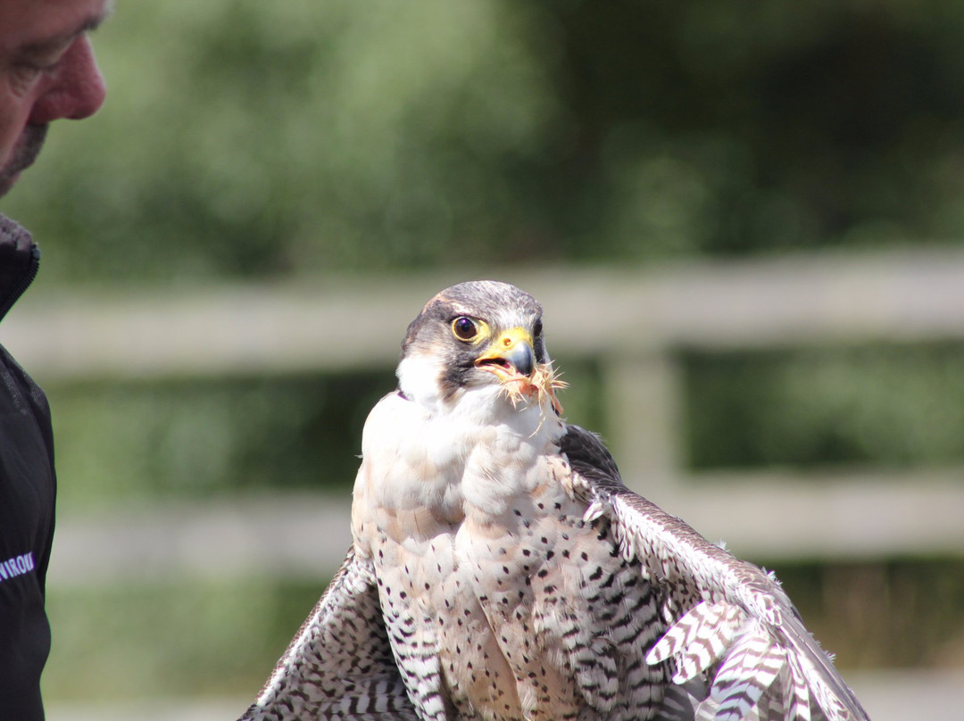 Phoenix Falconry