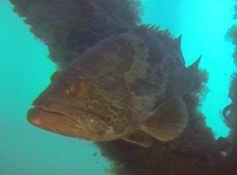 Navy Pier Exmouth-埃克斯茅斯必去景点