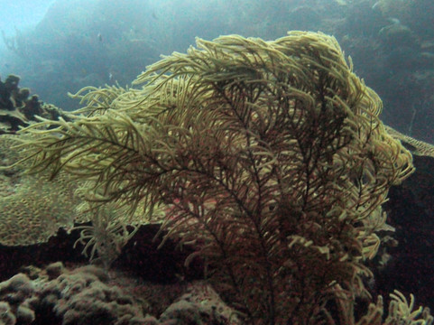 Dive Charter Curacao-威廉斯塔德必去景点