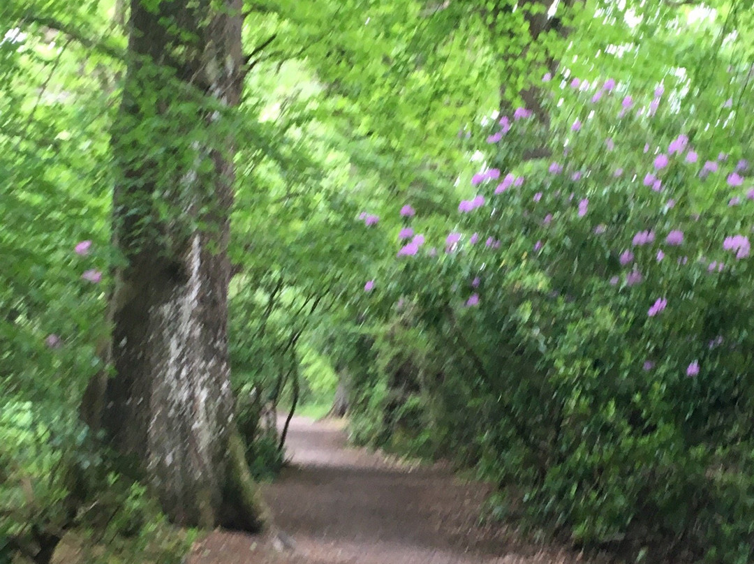 Erica's Fairy Forest-Cootehill必去景点