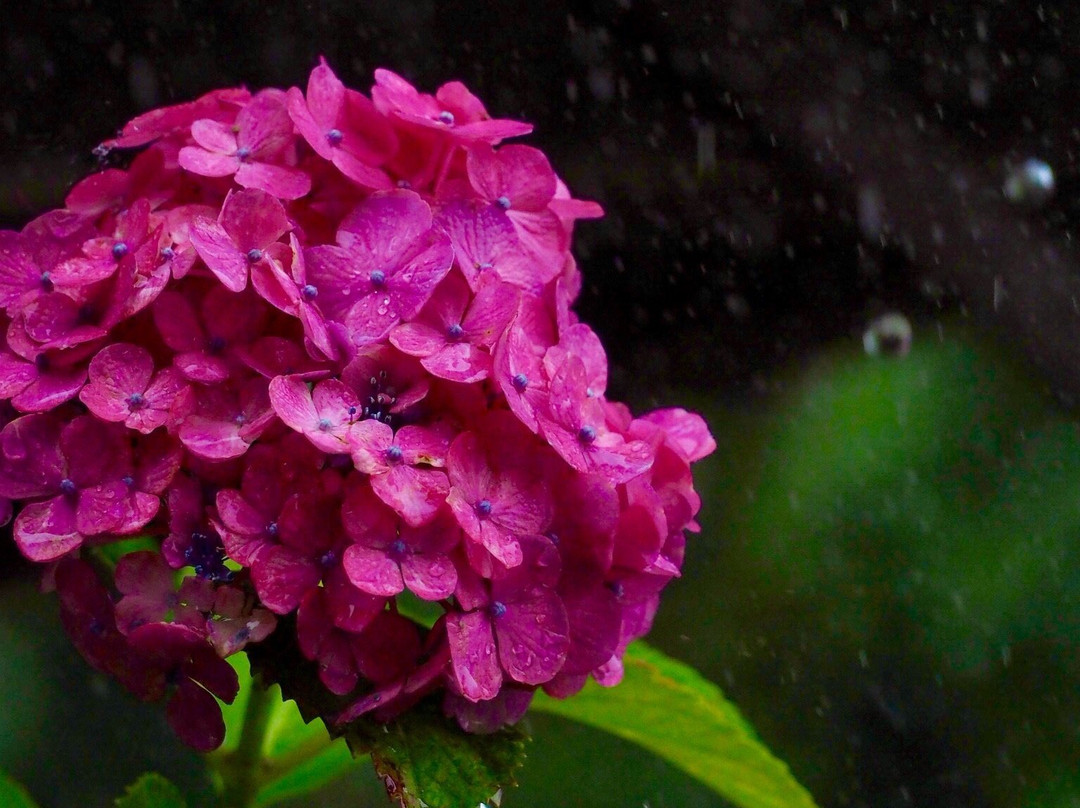 Gokuraku-ji Temple-森町必去景点