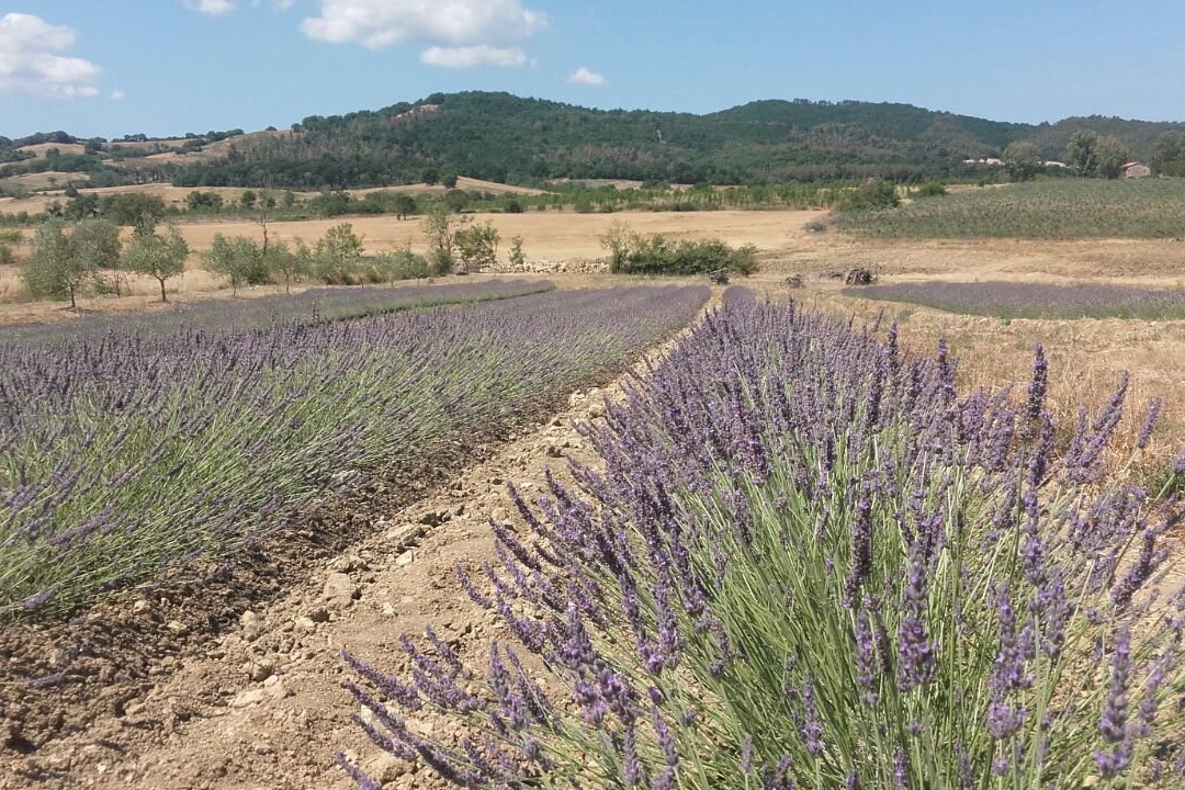 Lavanda di Maremma景点图片