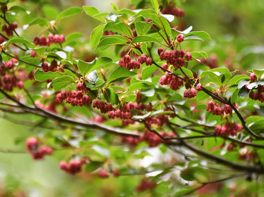 Kaigakedani Rhododendron Plants-日野町必去景点