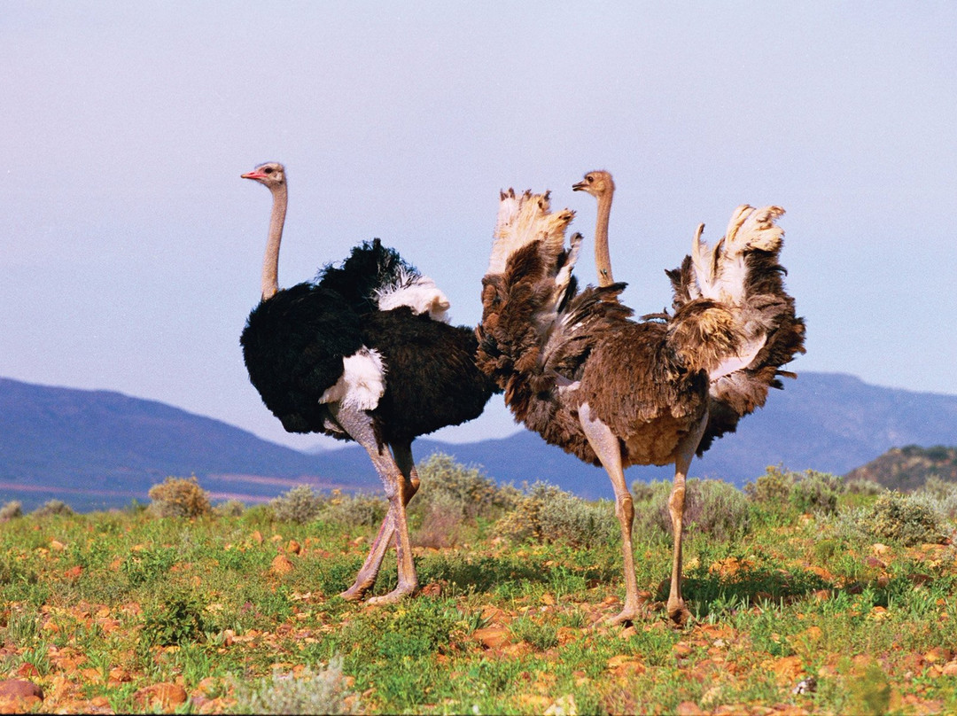 Cango Ostrich Show Farm景点图片