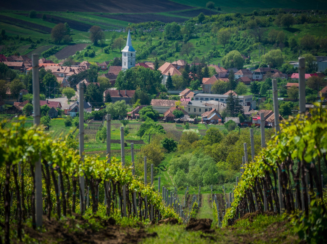 True Romania Tours景点图片