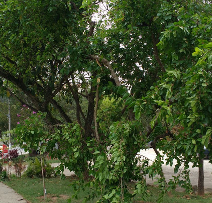 Parque Chico Mendes-Osasco必去景点