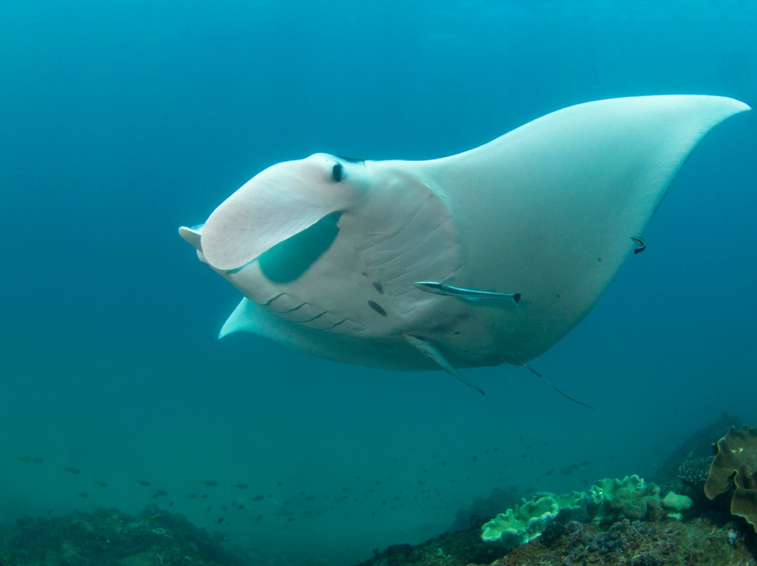 Sporty's Scuba Diving-Bundall必去景点