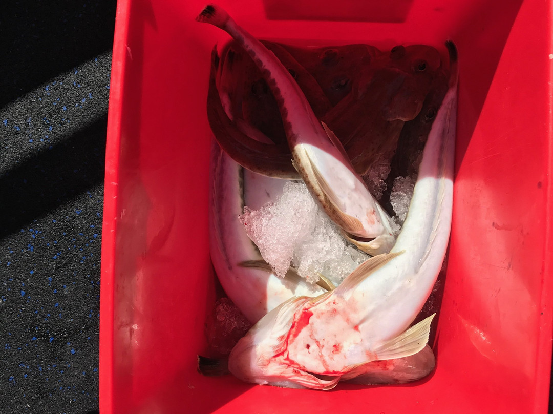 Apollo Bay Fishing & Adventure Tours景点图片