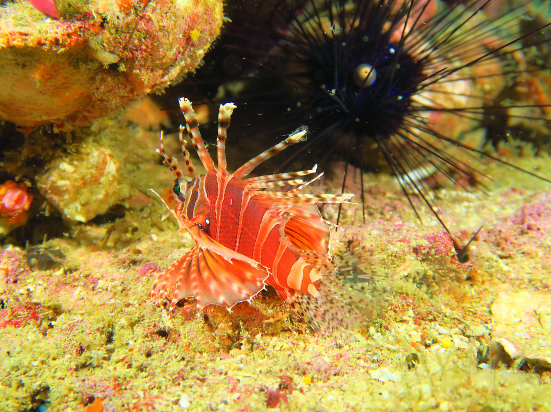Malapascua Exotic Diving Center景点图片