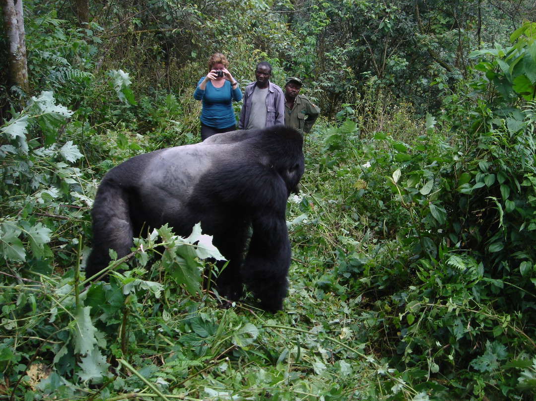 Amazing Gorilla Expeditions景点图片
