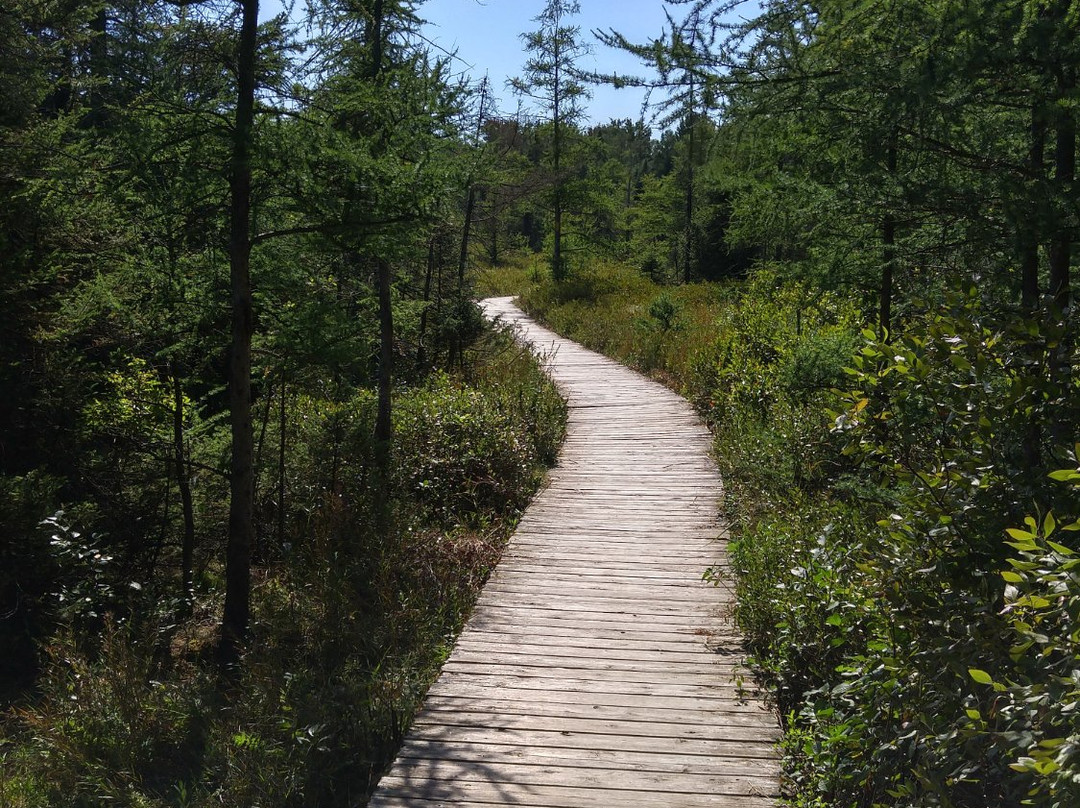 Sifton Bog-伦敦必去景点