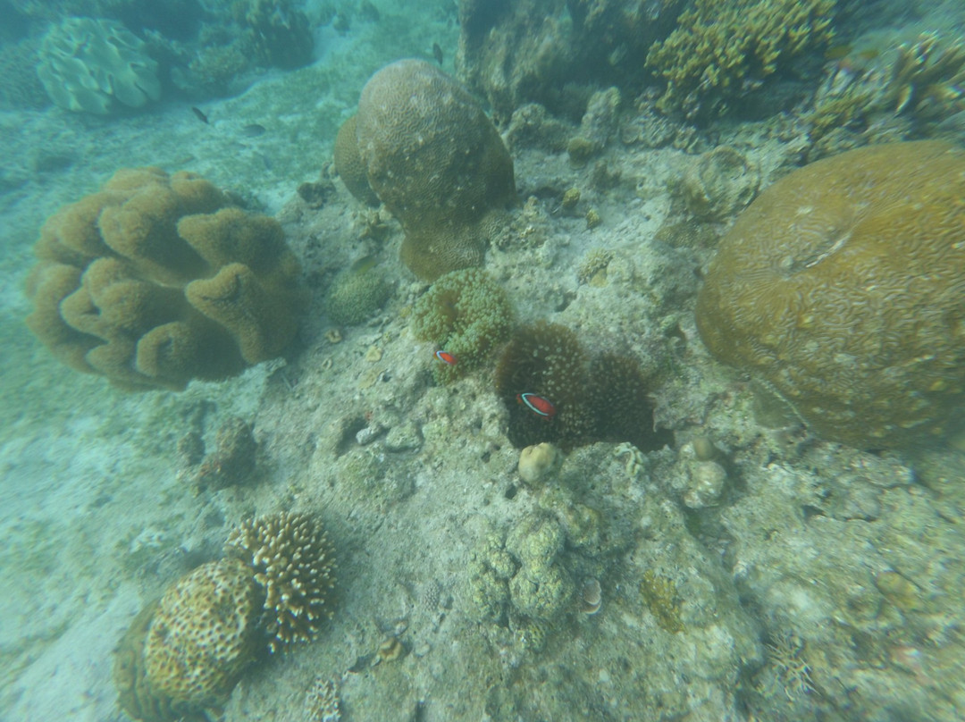 Napantao Marine Sanctuary-Padre Burgos必去景点