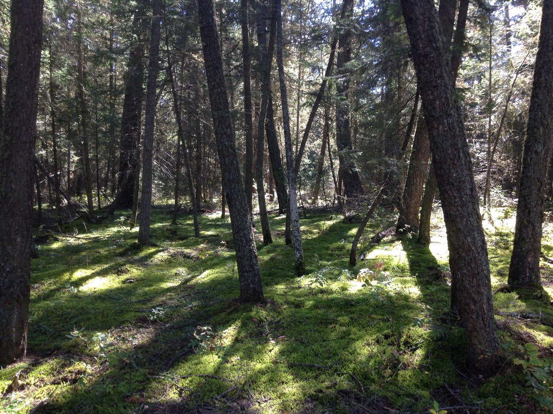 Lac La Hache Provincial Park景点图片