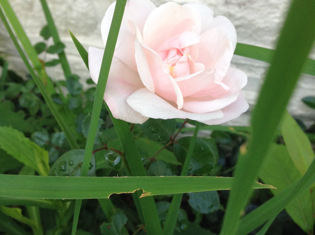 Murphy House 1895主图