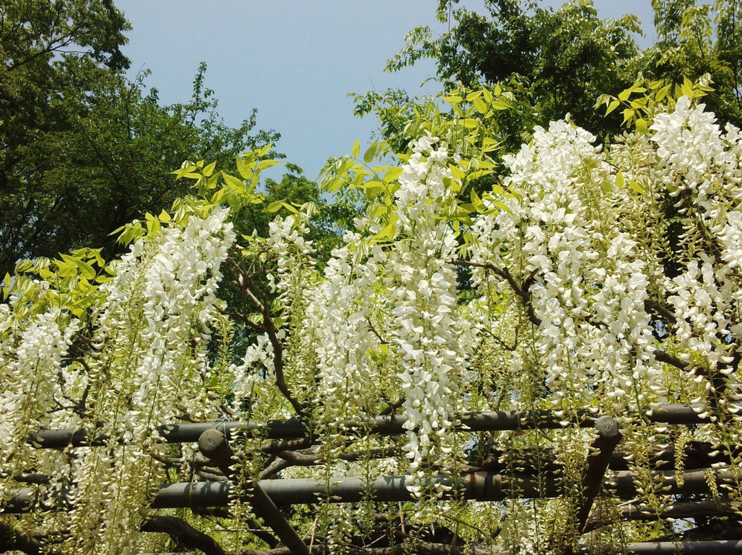 Kisai Fuji Matsuri-加须市必去景点
