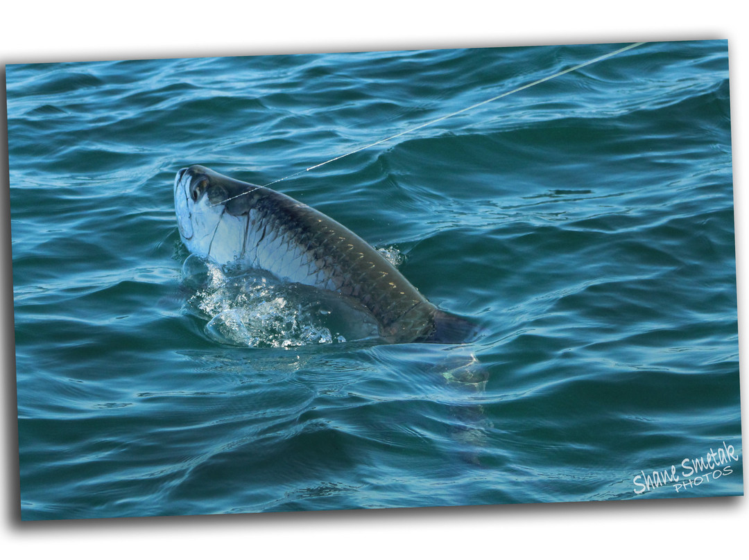 Fly Fish Boca Grande-Boca Grande必去景点