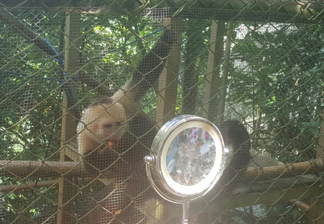 KSTR Monkey Tour景点图片