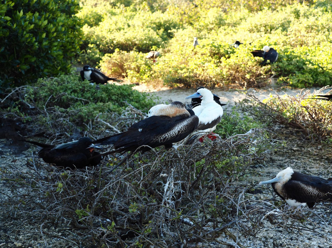 Darwin Trail-Genovesa必去景点