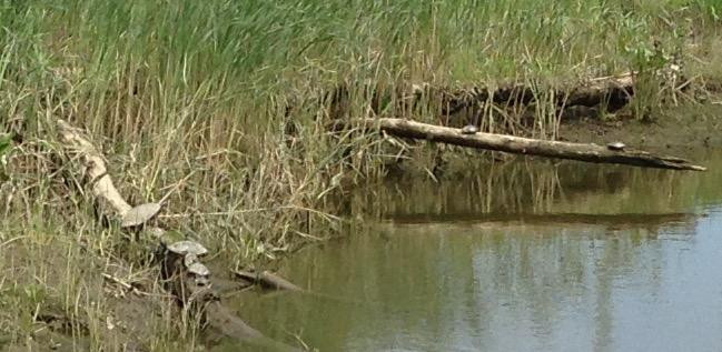 DuPont Environmental Education Center-威尔明顿必去景点