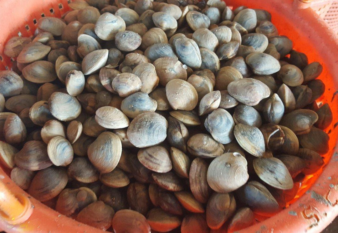 Southern Cross Sea Farms-锡达礁必去景点