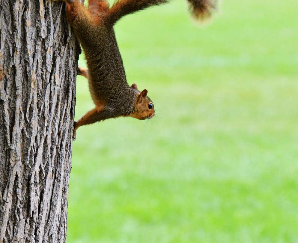 City Park-科林斯堡必去景点