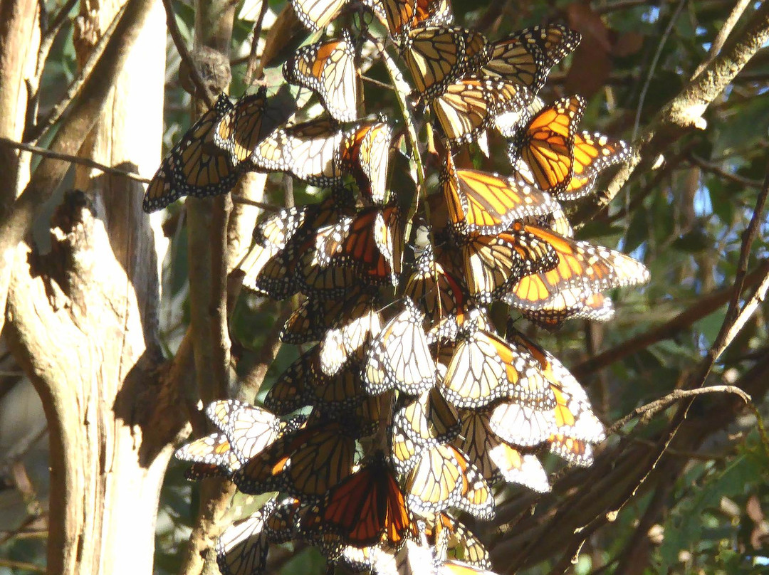 Monarch Butterfly Natural Preserve-圣克鲁斯必去景点